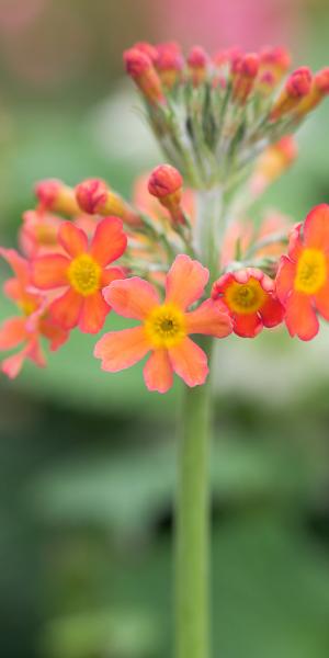 PRIMULA bulleyana (Pf)