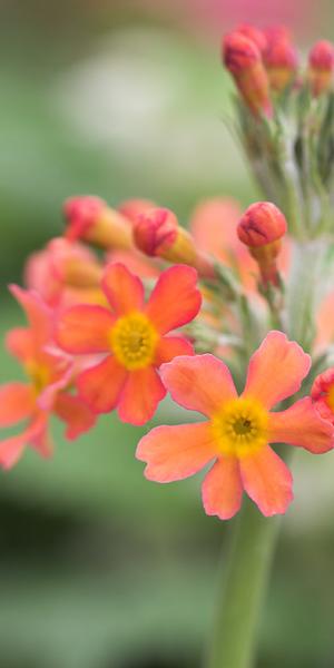 PRIMULA bulleyana (Pf)