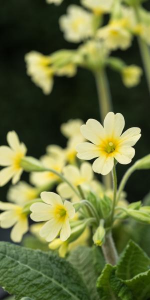 PRIMULA elatior