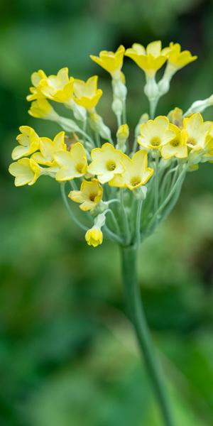 Primula florindae 