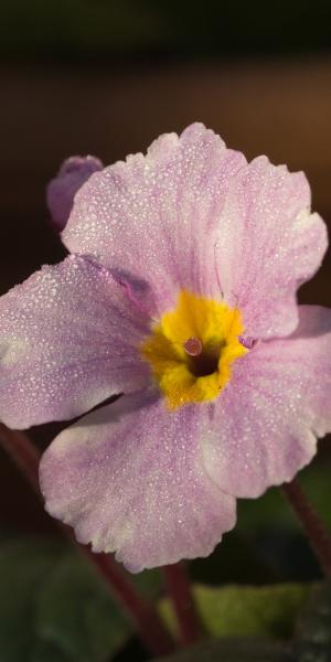 PRIMULA 'Guinevere' (Pr/Poly)