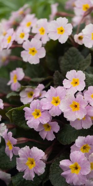 PRIMULA 'Guinevere' (Pr/Poly)