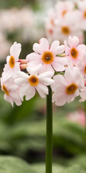 PRIMULA  japonica 'Alba'