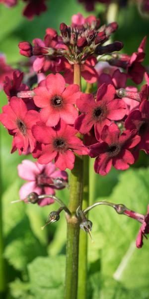 PRIMULA japonica 'Miller's Crimson' 