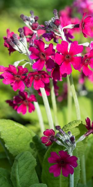 PRIMULA pulverulenta