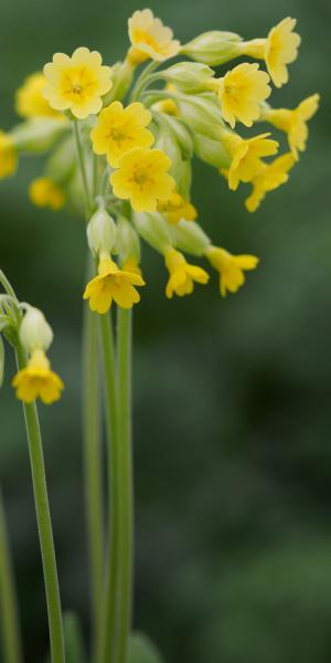 PRIMULA veris (Pr) 