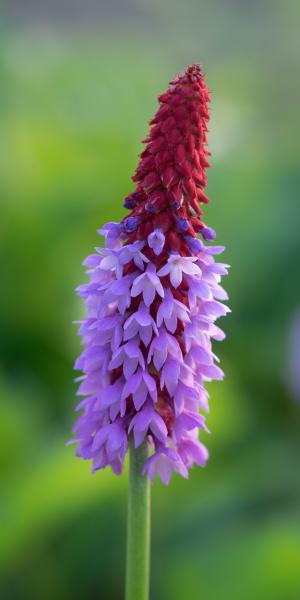 PRIMULA vialii 