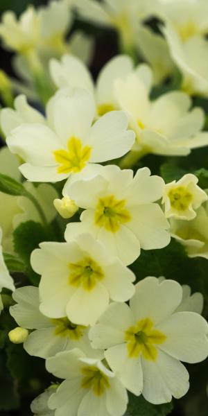 PRIMULA vulgaris