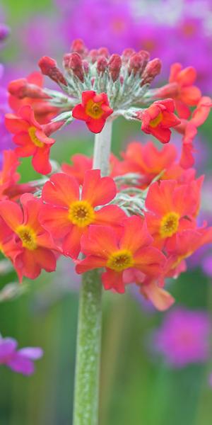 PRIMULA x bulleesiana