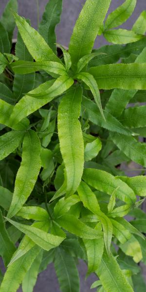 PTERIS umbrosa