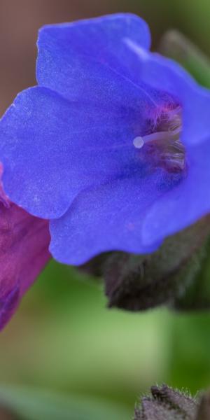 Pulmonaria  'Blue Ensign'