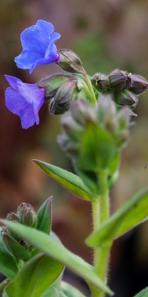 Pulmonaria  'Blue Ensign'