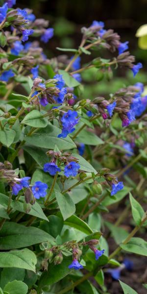 Pulmonaria  'Blue Ensign'