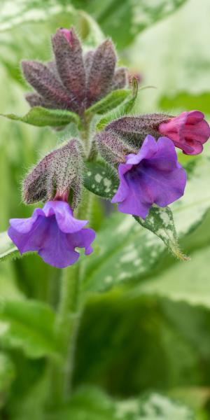 Pulmonaria 'Diana Clare'