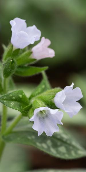 Pulmonaria  'Opal'