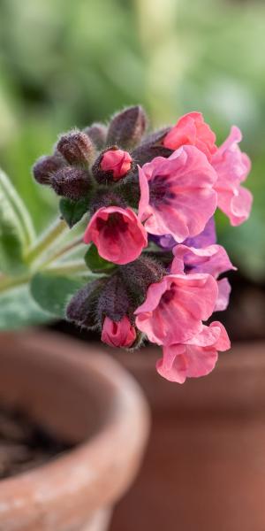 Pulmonaria  'Pretty in Pink'