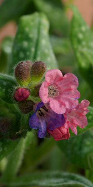 Pulmonaria 'Rosy's Mum'