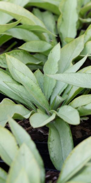 Pulmonaria 'Samurai'