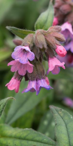 Pulmonaria  'Stillingfleet Meg'