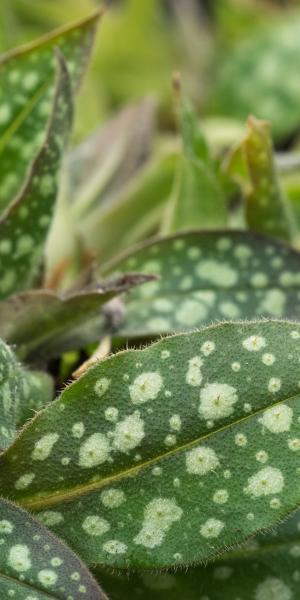 Pulmonaria  'Trevi Fountain'