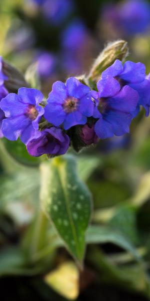 Pulmonaria  'Trevi Fountain'