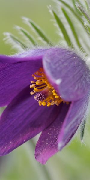 PULSATILLA vulgaris 'Rode Klokke'