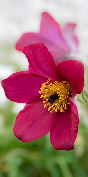 PULSATILLA vulgaris 'Rode Klokke'