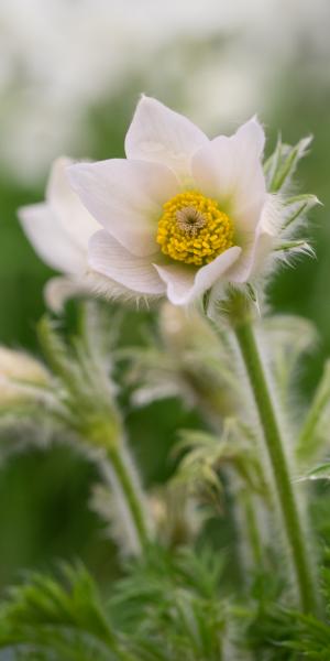 PULSATILLA vulgaris 'Alba'