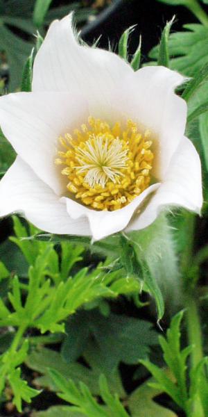 PULSATILLA vulgaris 'Alba'