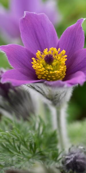 PULSATILLA vulgaris 'Blaue Glocke'