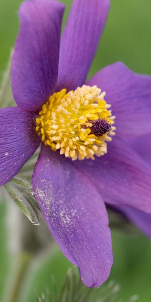 PULSATILLA vulgaris 'Blaue Glocke'