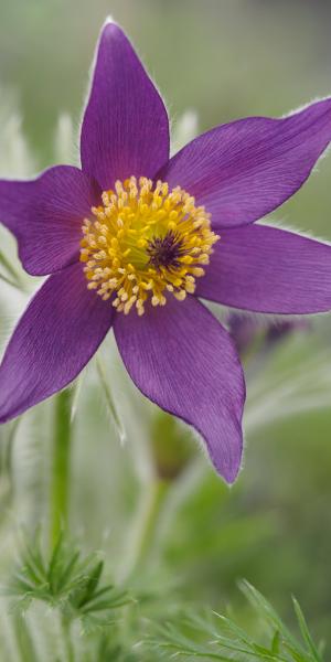 PULSATILLA vulgaris