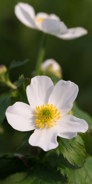 Ranunculus aconitifolius