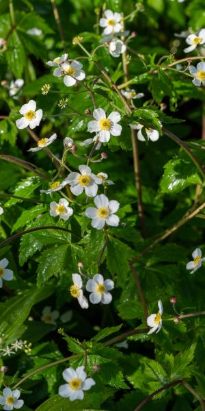 Ranunculus aconitifolius