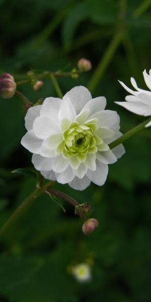 RANUNCULUS aconitifolius 'Flore Pleno' 