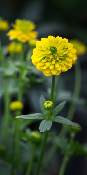 RANUNCULUS montanus double-flowered