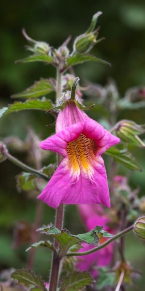 REHMANNIA 'Walberton's Magic Dragon'