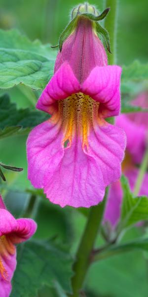 REHMANNIA 'Walberton's Magic Dragon'