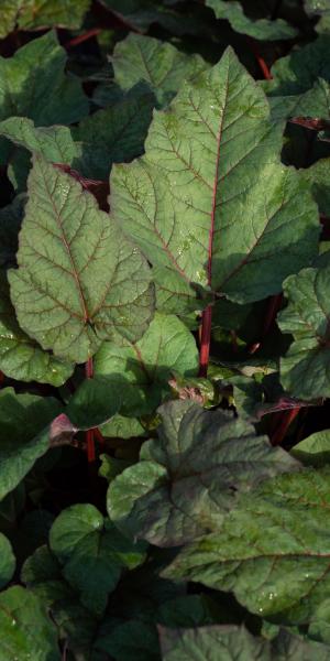 RHEUM 'Ace of Hearts'