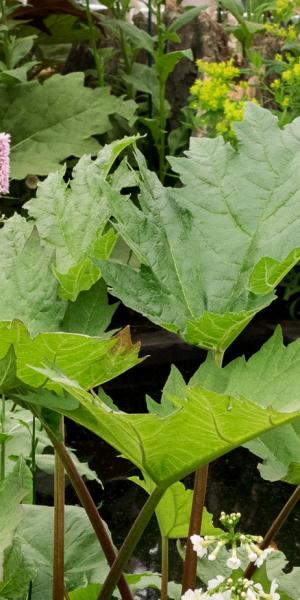 RHEUM palmatum