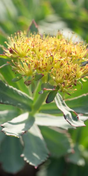 RHODIOLA rosea