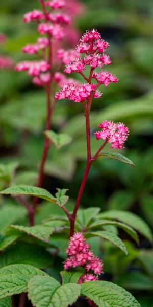 RODGERSIA 'Dark Pokers'