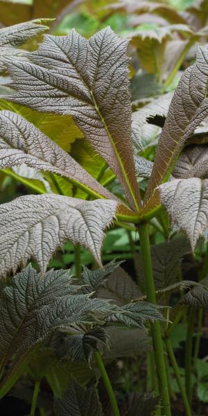 RODGERSIA podophylla