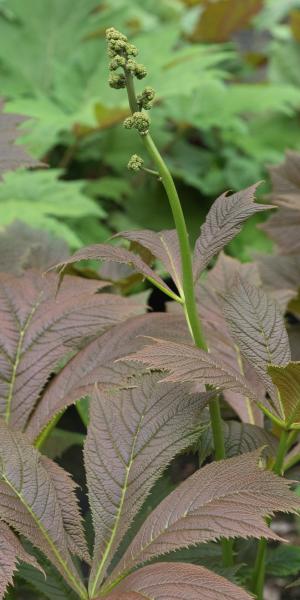 RODGERSIA podophylla