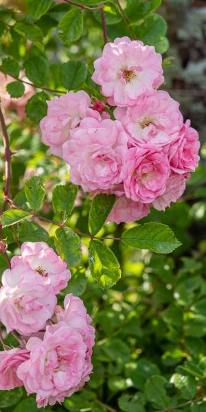 ROSA 'Apple Blossom' (Ra)