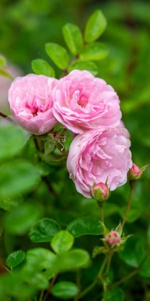 ROSA 'Apple Blossom' (Ra)