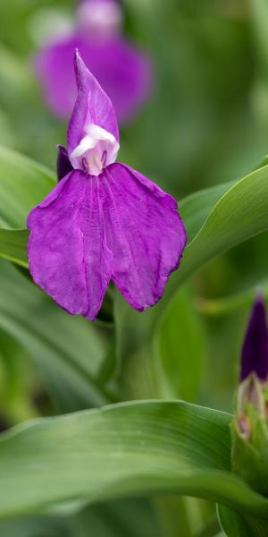 ROSCOEA auriculata 'Floriade'