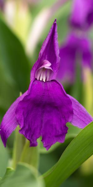 ROSCOEA purpurea