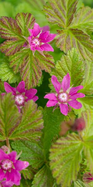 RUBUS arcticus subsp. stellarcticus 'Sofia'