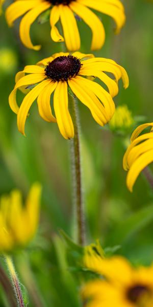 Rudbeckia fulgida 'American Gold Rush' 